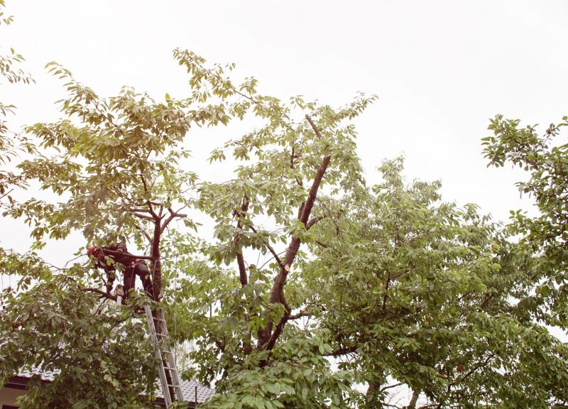 Tree Lopping Service detail