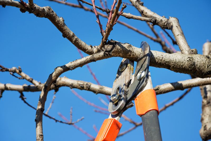 Peach Tree Trimming
