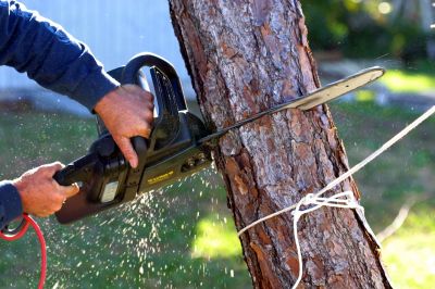 Tree Branch Cutting