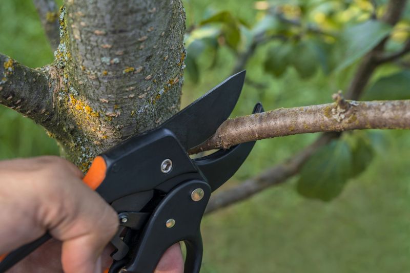 Assessing Tree Condition