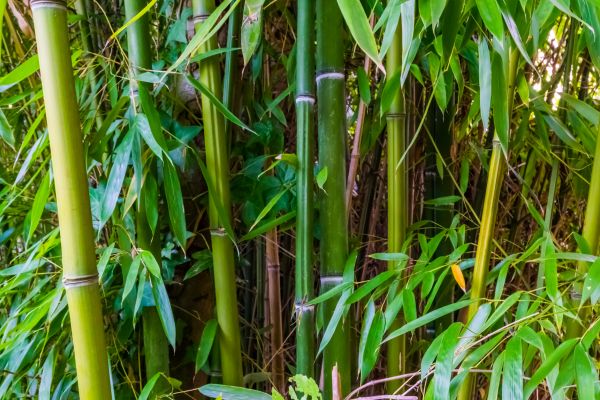 Bamboo Trimming in Jonesboro