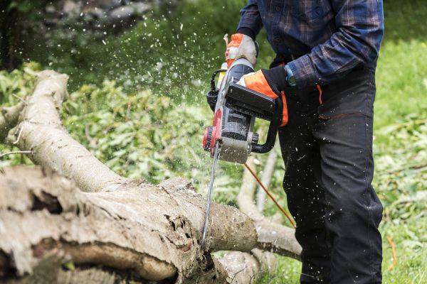 Branch Removal Service in Jonesboro