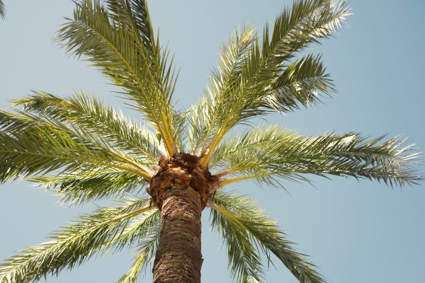 Palm Tree Pruning in Jonesboro