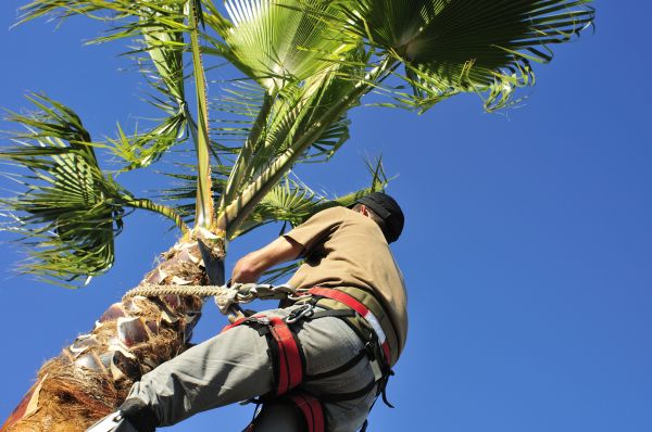 Palm Tree Trimming in Jonesboro