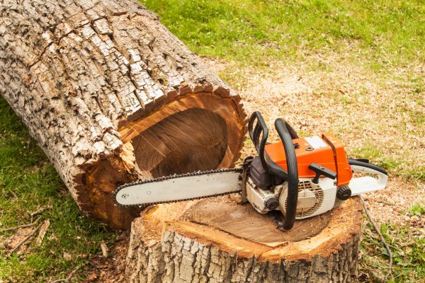 Tree Cutting Service in Jonesboro