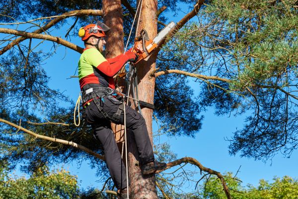 Tree Service in Jonesboro
