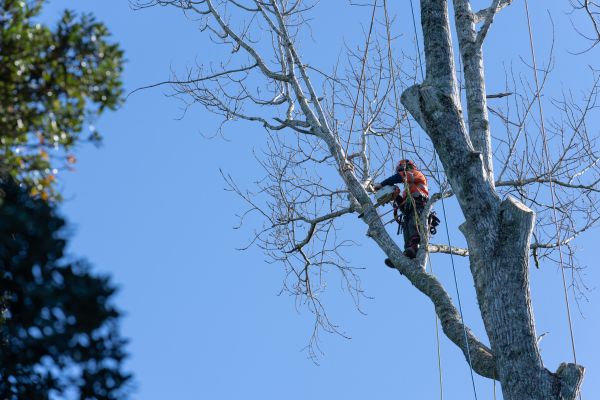 Tree Topping Service in Jonesboro
