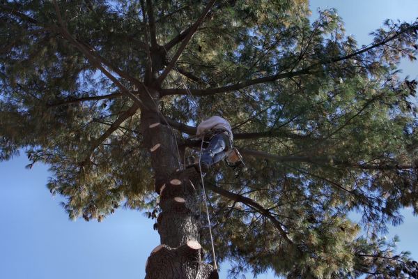 Trimming Service in Jonesboro