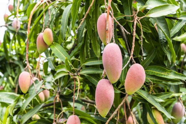 Mango Tree Trimming in Jonesboro