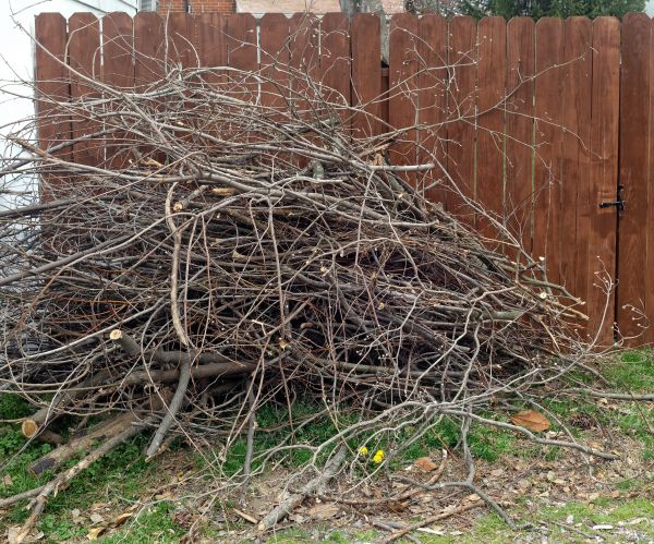 Dead Branch Removal in Jonesboro
