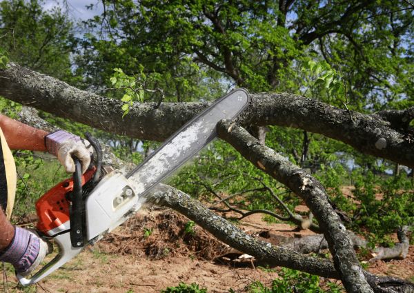 Tree Branch Cutting in Jonesboro