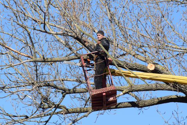 Emergency Tree Trimming in Jonesboro