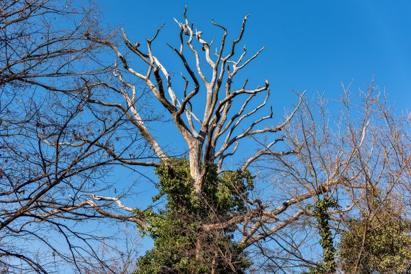 Deadwood Removal in Jonesboro