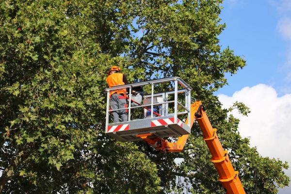Commercial Tree Service in Jonesboro
