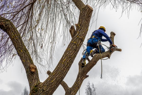 Tree Maintenance Service in Jonesboro