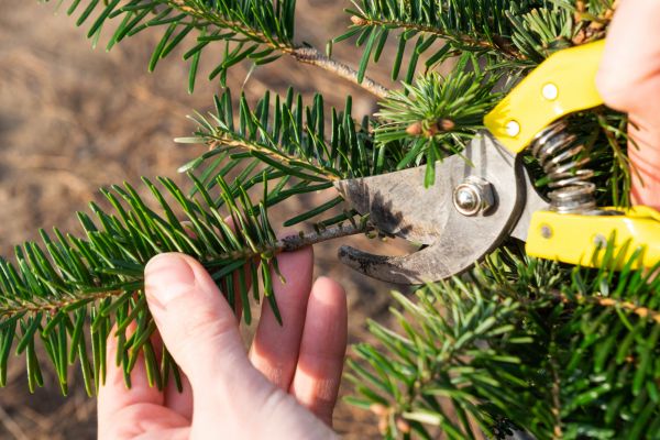 Pine Tree Pruning in Jonesboro