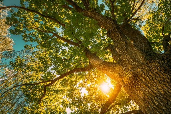 Oak Tree Pruning in Jonesboro