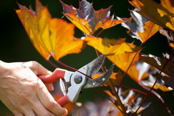 Maple Tree Pruning in Jonesboro