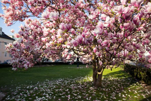 Magnolia Tree Pruning in Jonesboro