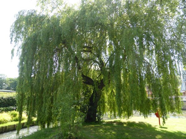 Willow Tree Trimming in Jonesboro