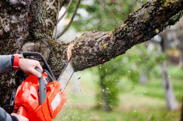 Tree Limbs Removal in Jonesboro
