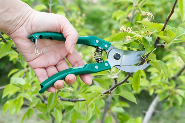 Pear Tree Pruning in Jonesboro