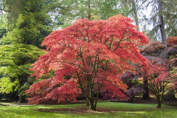 Japanese Maple Pruning in Jonesboro