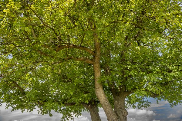 Walnut Tree Trimming in Jonesboro