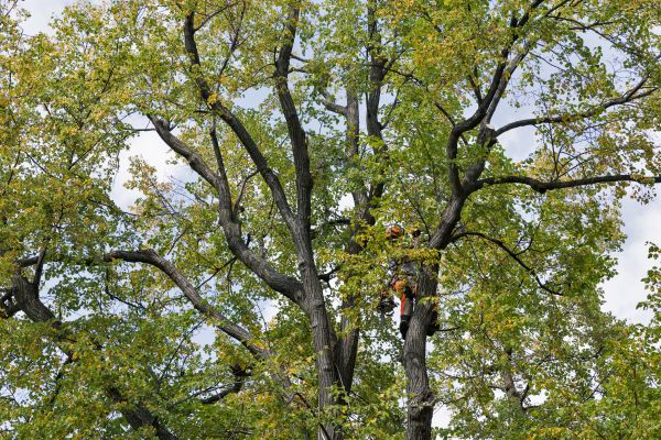 Tree Crown Shaping in Jonesboro