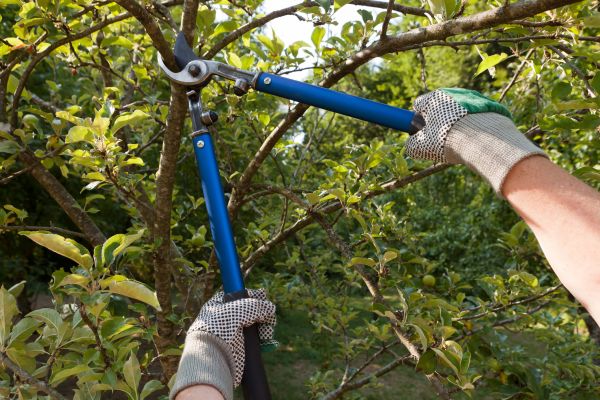 Residential Tree Pruning in Jonesboro