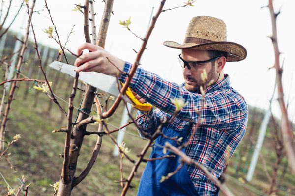Orchard Tree Pruning in Jonesboro