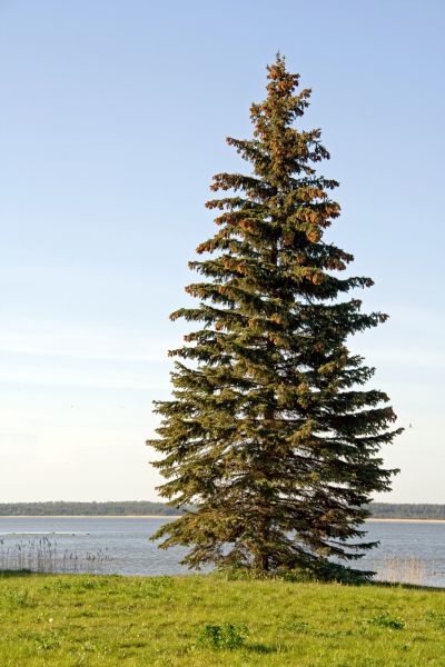 Spruce Tree Pruning in Jonesboro