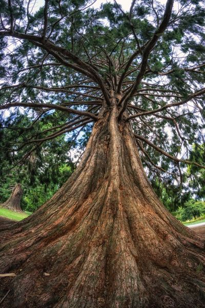 Cedar Tree Pruning in Jonesboro