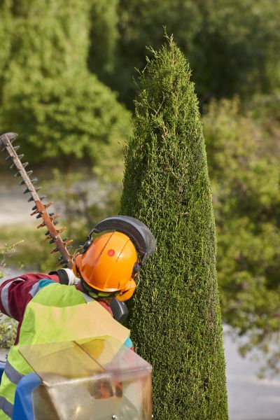 Cypress Tree Trimming in Jonesboro