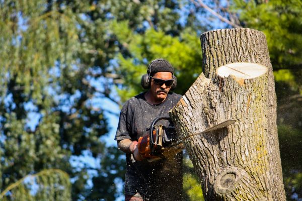 Ash Tree Pruning in Jonesboro