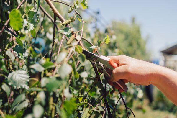 Birch Tree Pruning in Jonesboro