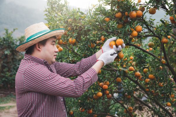 Orange Tree Pruning in Jonesboro