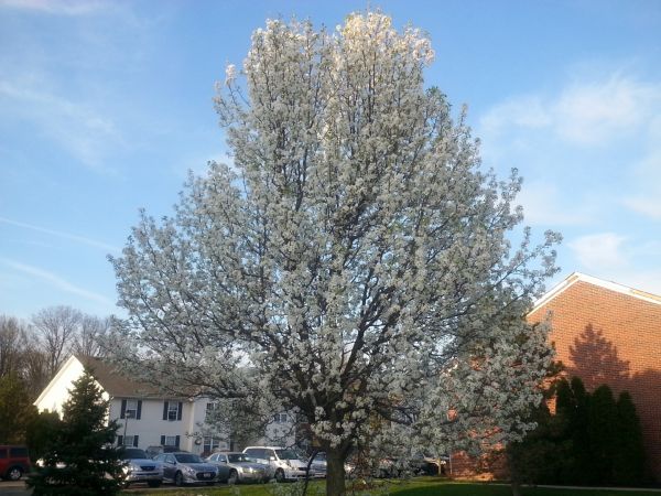 Bradford Pear Tree Pruning in Jonesboro
