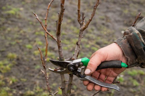 Pear Trees Pruning in Jonesboro