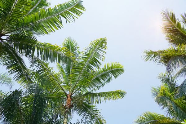 Queen Palm Tree Trimming in Jonesboro