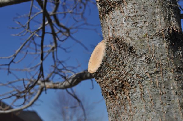 Limb Pruning in Jonesboro