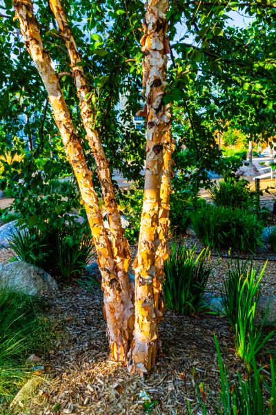River Birch Trimming in Jonesboro