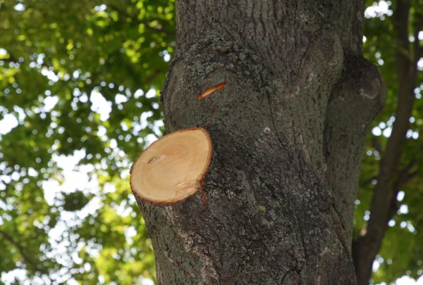 Limb Cutting in Jonesboro