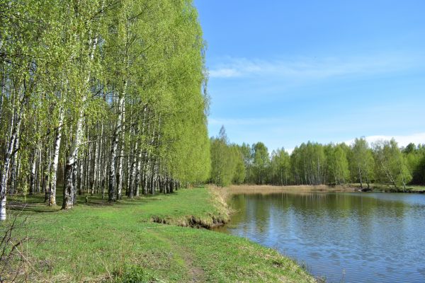River Birch Pruning in Jonesboro