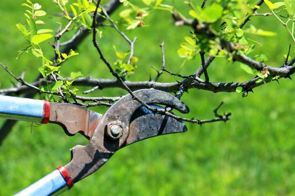 Branches Pruning in Jonesboro