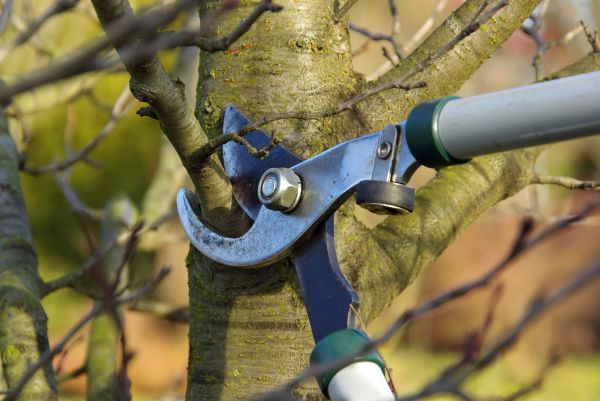 Tree Limb Trimming Service in Jonesboro