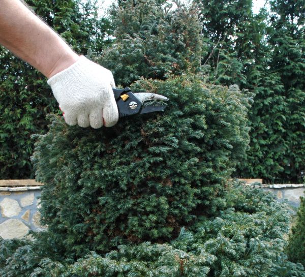Ornamental Tree Trimming in Jonesboro