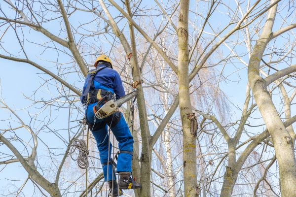 Large Tree Trimming in Jonesboro