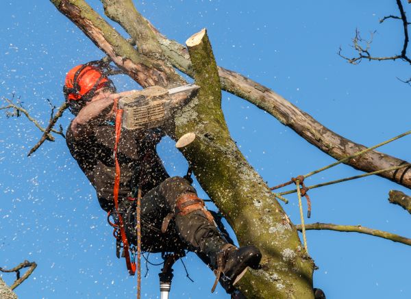 Tree Trimming Service in Jonesboro