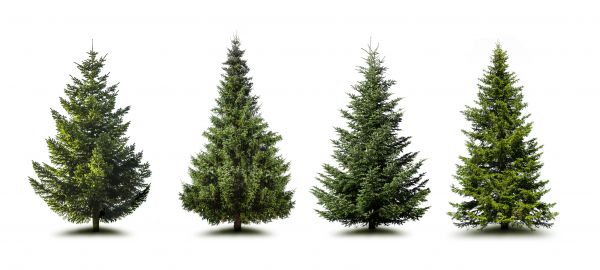 Cost of Pine Tree Trimming in Jonesboro